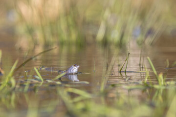 Moorfrösche während der Paarungszeit im Frühjahr beim Laichen.