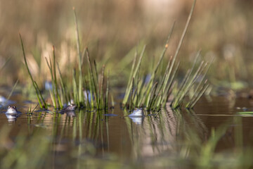 Moorfrösche während der Paarungszeit im Frühjahr beim Laichen.