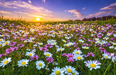 Spring meadow with flowers at sunset