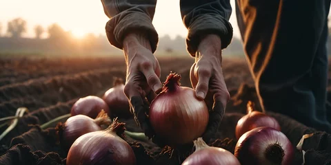 Deurstickers Harvest. Hands with onion vegetables against field © anetlanda