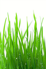Fototapeta na wymiar Close up, fresh spring green grass isolated on white. Vertical shot. High quality photo