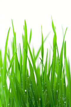 Close up, fresh spring green grass isolated on white. Vertical shot. High quality photo