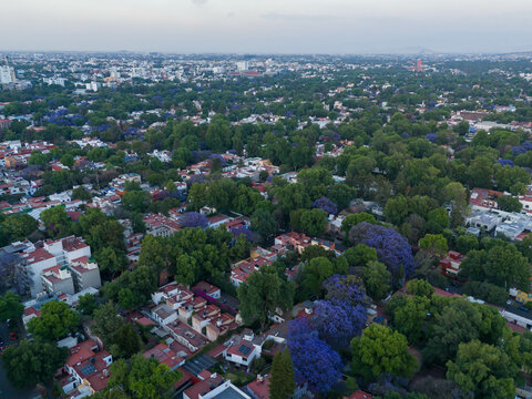 Aerial images of the Coyoacan neighborhood in CDMX, springtime when the jacarandas bloom