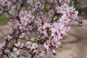 Obraz premium almond blossom in spring