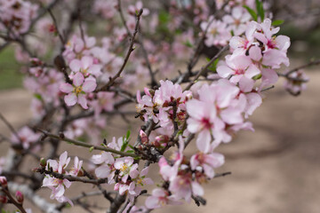 almond blossom in spring