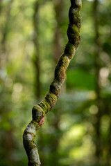 Swirl vine with lichen against blurred forest background
