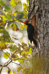 White-bellied woodpecker or Great black woodpecker - Dryocopus javensis is bird from evergreen forests in tropical Asia. Black bird with red top of the head and white belly in India