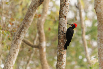 White-bellied woodpecker or Great black woodpecker - Dryocopus javensis is bird from evergreen forests in tropical Asia. Black bird with red top of the head and white belly in India
