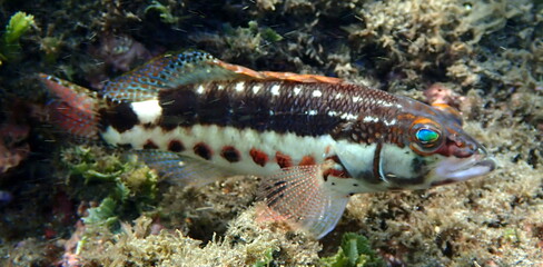 Costa Rica Pacific sea life