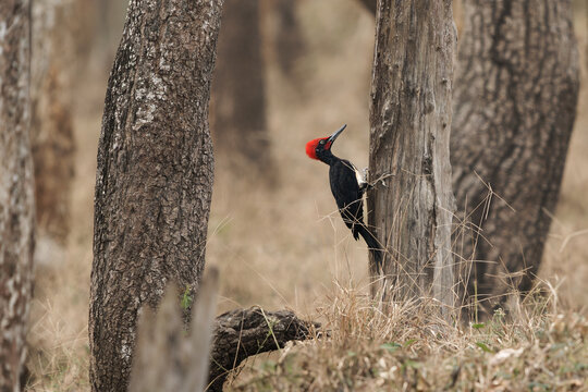 White-bellied woodpecker or Great black woodpecker - Dryocopus javensis is bird from evergreen forests in tropical Asia. Black bird with red top of the head and white belly in India
