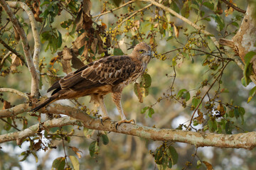 Changeable Hawk-eagle or crested hawk-eagle - Nisaetus limnaeetus cirrhatus is a large crested bird...