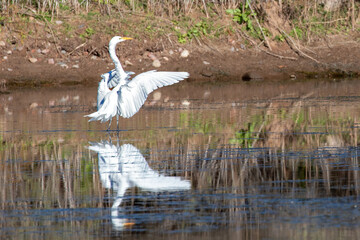 White Egret with spread wings wading in the Salt River Canyon near Scottsdale Arizona United States