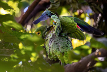 Authentic amazon parrot lounging. Blue-fronted amazon (Amazona aestiva) 