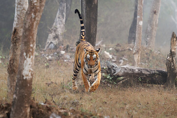 Bengal Tiger,  Panthera tigris tigris, is the biggest cat in wild, cat in Indian jungle in...
