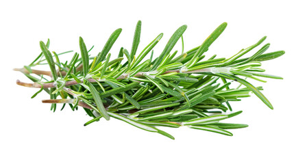 Fragrant Rosemary Herb Isolated on Transparent Background