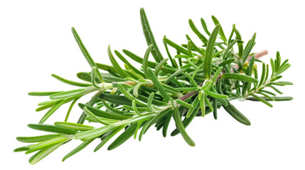 Aromatic Rosemary Sprig Isolated on Transparent Background
