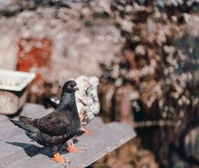 pigeon, free bird, farmed bird,