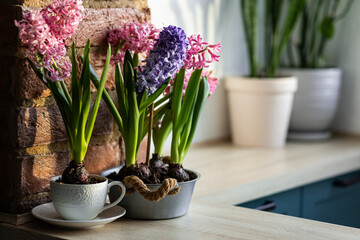 Concept of home spring gardening indoors. Beautiful pink and purple hyacinth bulbous flowers in ceramic or metal pots on the windowsill in the kitchen. Leisure, hobby, recreation. Earth day