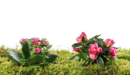 Rhododendron and kalanchoe flower on moss ground - 762723309