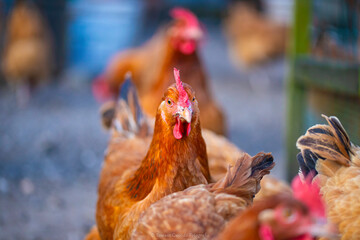 hens, hen house, range, free range, eggs © TomaszGwóźdźFoto
