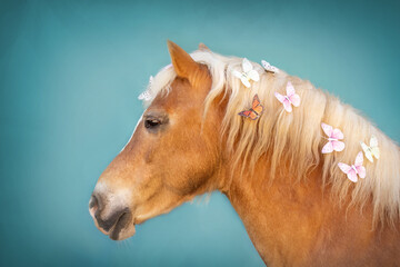 Head portrait of a haflinger horse with butterflies in it´s mane in front of colorful blue studio...