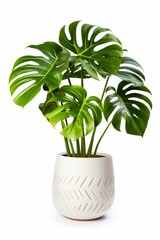 Lush Potted Plant With Green Leaves