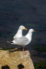 seagull on the beach