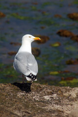 seagull on the beach