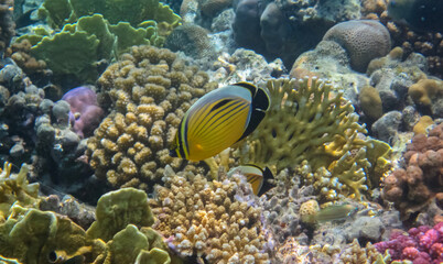 Naklejka na ściany i meble Blacktail butterflyfish or exquisite butterflyfish (Chaetodon austriacus) undersea with beautiful colorful reef, Red Sea, Egypt, Sharm El Sheikh.