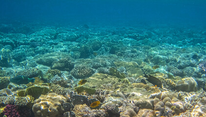 Naklejka na ściany i meble Underwater Scene - Tropical Seabed With colored Reef. Wildlife colorful marine panorama landscape.