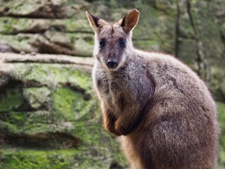 Naklejka na ściany i meble Graceful elegant Brush-tailed Rock-Wallaby.