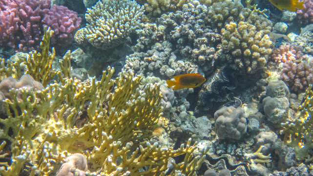 Yellow fire coral (Millepora) and Pomacentrus sulfureus tropical fish. Colorful marine life, fish and corals. Underwater photography from snorkeling in the tropical sea. Aquatic wildlife.