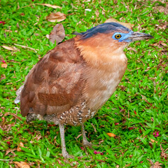 Gorsachius melanolophus perches at 228 Peace Memorial Park of Taipei, Taiwan.