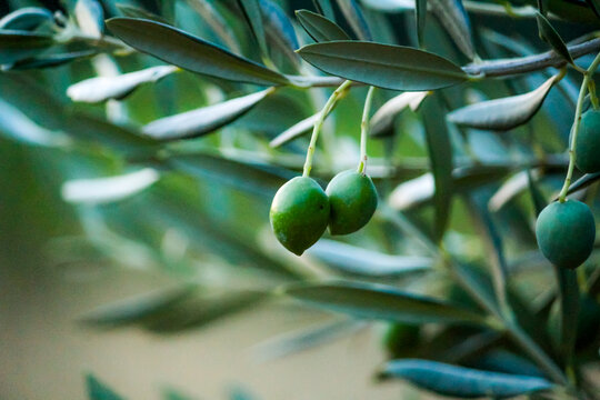 Green Olives on Olive Branch 