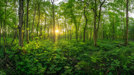 Obraz premium Morning forest sunlight