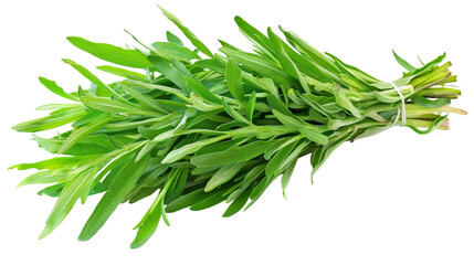 Aromatic Tarragon Delight Isolated on Transparent Background