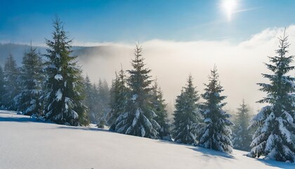 Fototapeta na wymiar spruce trees among the morning fog in winter beautiful nature in cold season moody dramatic weather