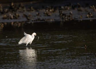A snowy egret in breeding plumage wading in shallow water with a vertebrate in its bill.