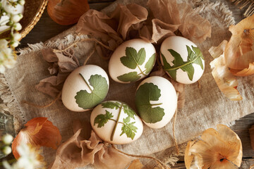 Raw white Easter eggs with herbs attached to them - preparation for dyeing with onion skins - obrazy, fototapety, plakaty