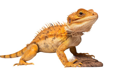 A captivating lizard up close against a white background