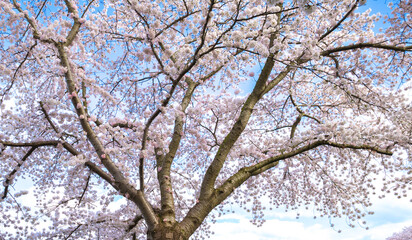 cherry blossom with road sign in Almere Buiten, Netherlands, sakura 