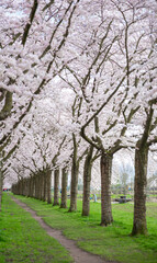 row of cherry blossom with green grass, background, sakura 