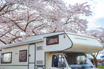 cherry blossom with RV, background, sakura, camping travel concept 