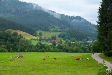 Fototapeta na wymiar black forest landscape with cow in German
