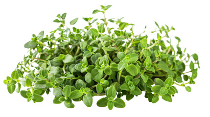 Fragrant Thyme Herb Isolated on Transparent Background