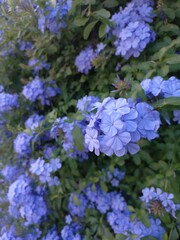 flowers in the garden
