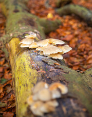 the mushroom on the decaying tree branches in autumn