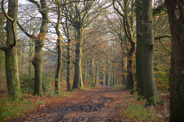 autumn yellow leaves covered hiking path  in a forest in German