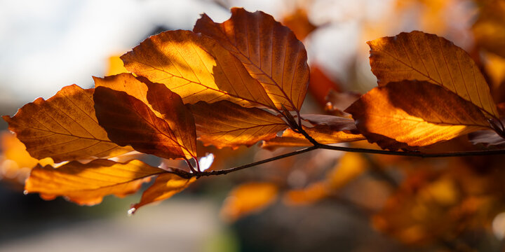 The Copper beech also known as purple beech tree (Fagus sylvatica purpurea) leaves background. Horizontal banner.
