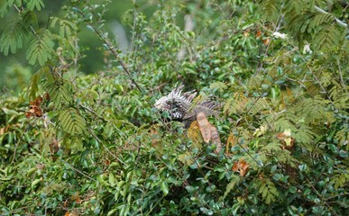 An iguana hiding on the tree near St John U.S Virgin Islands